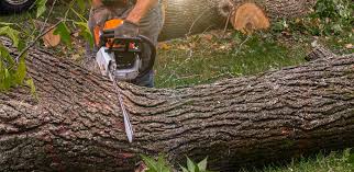 Best Emergency Tree Removal  in Jordan, MN