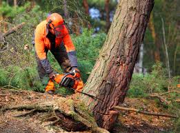 Best Fruit Tree Pruning  in Jordan, MN