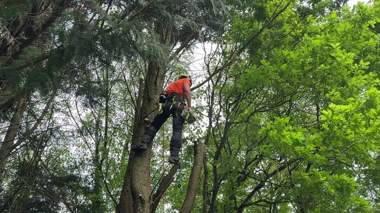 Best Tree Disease Treatment  in Jordan, MN