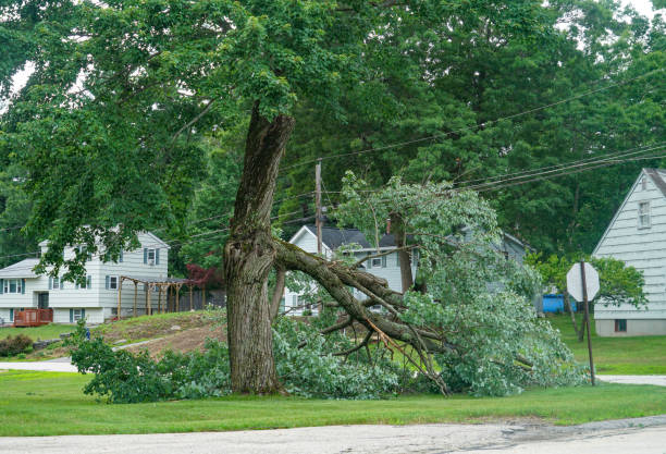 Best Storm Damage Tree Cleanup  in Jordan, MN