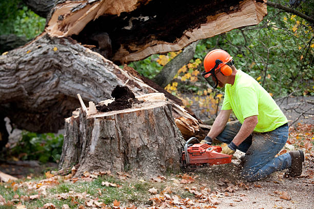 Jordan, MN Tree Removal Company