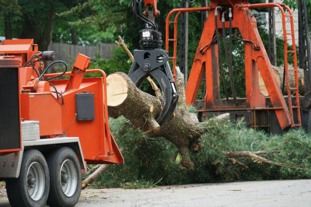 Best Tree Maintenance Programs  in Jordan, MN