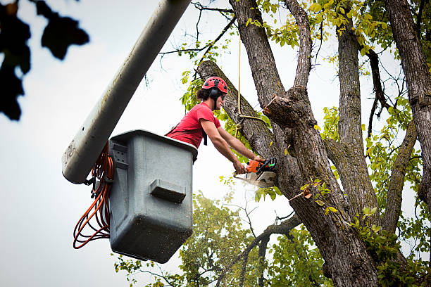 Best Utility Line Clearance  in Jordan, MN