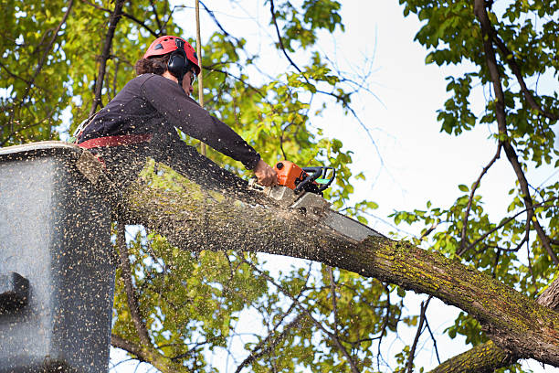 Best Tree Removal  in Jordan, MN